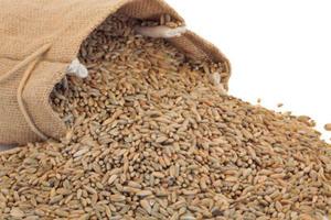 Grains de seigle biologique de qualité supérieure, 100 % frais et à texture ferme, seigle blanc aromatique, en vente en gros - Product Image 3