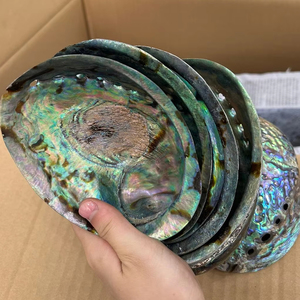 เปลือกหอยเป๋าฮื้อธรรมชาติเปลือกหอยเป๋าฮื้อสำหรับสะสมเปลือกหอยวัสดุตกแต่งระดับพรีเมียมพร้อมข้อเสนอพิเศษ - Product Image 1