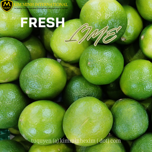 Exportador a granel de Lima fresca sin semillas y sin semillas del proveedor de cítricos de Vietnam - Product Image 2