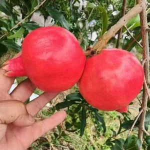 Trang trại thu hoạch tươi lựu xuất khẩu cung cấp số lượng lớn vị ngọt tự nhiên tươi lựu một cách cẩn thận đóng gói cho người mua toàn cầu - Product Image 6