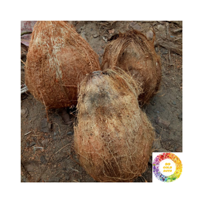 Agua de coco rica en coco marrón semidescascarillado de alto grado, carne firme de cáscara suave, lo mejor para jugos culinarios y procesamiento de alimentos - Product Image 3