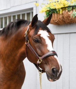 Halter confort avec rembourrage extra large sur la muserolle et la couronne et couleur bicolore frappante. Raccords en laiton. - Product Image 1