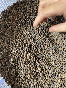 เมล็ดมะละกอจำนวนมากเมล็ดสดเป็นมิตรกับสิ่งแวดล้อมและราคาไม่แพงสำหรับตลาดขายส่งจากข้อมูลทองคำ99 - Product Image 2