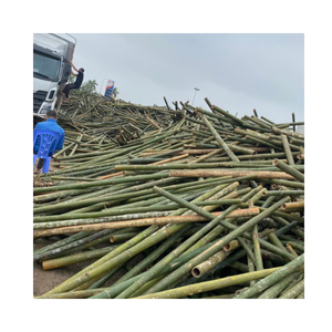 PRIX DIRECT D'USINE 2024 TREE GUARD PÔLE EN BAMBOU DE HAUTE QUALITÉ TUBE FORT PIEU SOLID TOP VENTE POLE CONSTRUCTION - Product Image 5