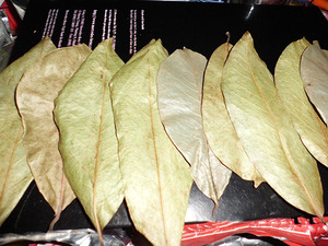 Feuilles de corossol (graviola) du Vietnam en vrac, aspect naturel et séchage contrôlé pour les marchés d'exportation - Product Image 4