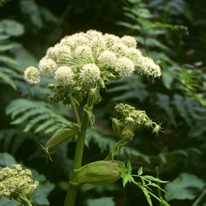 Angelica น้ำมันหอมระเหยแท้ผู้ผลิตอินเดียไฮโดรโซลน้ำมันหอมระเหยบริสุทธิ์สำหรับดูแลเส้นผมรากขายส่ง - Product Image 5