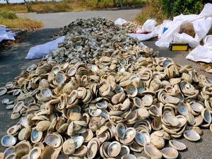 Coquilles d'ormeau vietnamiens: Transformer la beauté brute en superbes œuvres d'art et bijoux - Product Image 4