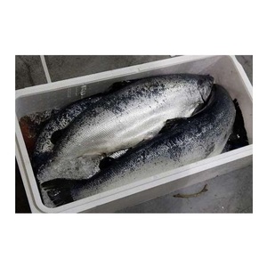 Salmón del Atlántico Fresco/Congelado de Primera Calidad en Venta al Precio Mayorista Más Bajo - Product Image 1