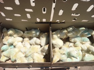 Oeufs à couver Ross 308 de qualité supérieure avec une livraison rapide des fournisseurs de confiance aux prix de gros - Product Image 5