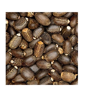 Vente en gros de graines et d'huile de Jatropha Curcas Graines de Jatropha de qualité supérieure Prix de gros Graines de Jatropha - Product Image 4