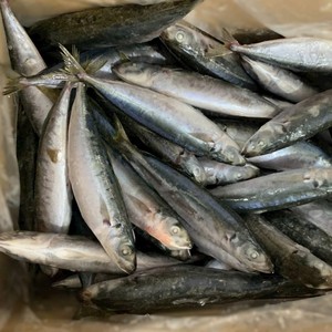 Poisson Scad Rond Entier Congelé IQF/BQF Vietnam Vente de Fruits de Mer Premium en Vrac - Product Image 5