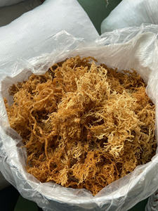 มอสทะเลไอริชจำนวนมากที่มีคุณภาพดีกว่า - Product Image 4