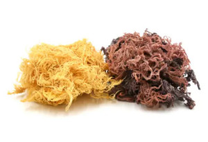 ลดกระหน่ำ!!! สาหร่าย Eucheuma cottonii แบบแห้งจากเวียดนาม/ผลิตภัณฑ์ส่งออกมาตรฐาน - Product Image 4