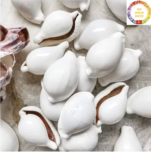 Coquillages de cauris blancs authentiques du Vietnam, coquillages marins naturels utilisés dans l'artisanat, les bijoux et la décoration - Product Image 6