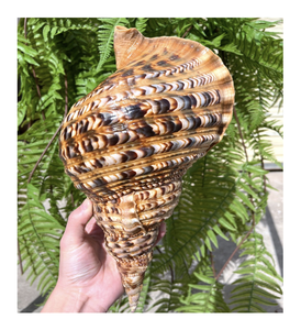 Charonia tritonis SHELL จัดส่งสำหรับทำโครงงานศิลปะทำร้านอาหารและของขวัญริมทะเล - Product Image 1