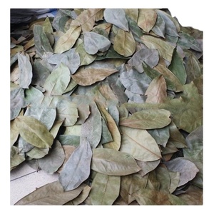 Offre Spéciale 100% Graviola au corossol biologique séchée naturellement au meilleur prix, fabriqué au Vietnam - Product Image 6