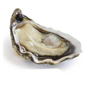 Se venden ostras grandes frescas, cerca de mí ostras vivas, compren ostras - Product Image 5