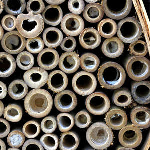 Grands poteaux en bambou OEM |   Pour la construction et l'architecture |   Traité |   Taille personnalisée - Product Image 4