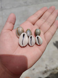 Conchas de cauri blancas pequeñas de Vietnam, superficie pulida natural, secado limpio y vacío, material artesanal de exportación perfecto - Product Image 6