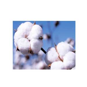 Fibre de coton biologique brut, approvisionnement durable et écologique de première qualité pour la fabrication de fils et les usines textiles - Product Image 1