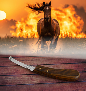 Herramientas de herrador personalizadas, cuchillo para pezuña de hoja estrecha, cortador de pezuña de acero inoxidable, mango de madera, cuchillo para recortar pezuñas de caballo de mano derecha - Product Image 4