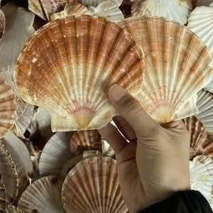 Descubre las conchas marinas vietnamitas: envíos a granel en todo el mundo - Product Image 2