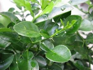 Feuilles de pomelo séchées en gros du Vietnam, arôme frais, naturel, boisson saine et usage culinaire, Mme Sophie - Product Image 4