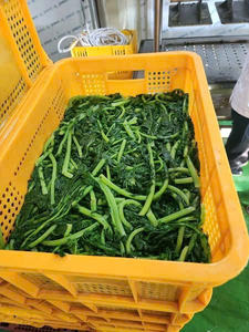 Hoja de rábano congelada IQF recién cosechada, calidad de exportación Premium, gran cantidad del principal proveedor vietnamita - Product Image 5