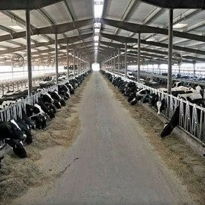 Estructura <span class=keywords><strong>de</strong></span> Acero Resistente para Granjas Avícolas, Caprinas, Lecheras y Ganaderas, en Oferta - Product Image 2