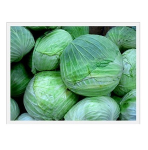ราคาพิเศษสำหรับผักสดออร์แกนิก กะหล่ำปลีเขียว ขาย - Product Image 1