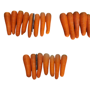 Zanahoria fresca orgánica de Vietnam con alto contenido de vitamina, sabor dulce, verduras naranjas de alta calidad para exportación, fábrica mayorista mundial - Product Image 2