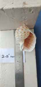 Natural Tun Shells Ideal for <b>Candle</b> Makers for Creating Scented <b>Candles</b> and Suitable for Home Decoration in Nice Shapes - Product Image 5