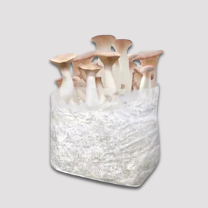 Sacs de culture de champignons à livraison rapide autoclavables avec filtre micron haute durabilité qualité supérieure en stock - Product Image 5