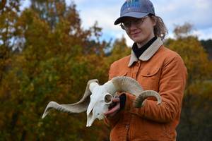 Arte de pared de calavera de búfalo y carnero hecho a mano de elegancia moderna con cuernos majestuosos decoración de soporte de sal tallada de animales únicos - Product Image 2