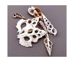 Rebanadas de concha en espiral de alta calidad, Exportación de Vietnam para manualidades, bodas y usos de recuerdo - Product Image 1