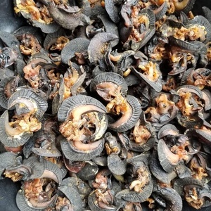 Escargots africains séchés naturels pour la consommation, approvisionnement en gros avec un goût excellent et une qualité supérieure - Product Image 3