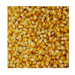 Approvisionnement en gros de grains de maïs jaune pour l'alimentation animale de qualité supérieure à des prix de gros compétitifs - Product Image 6