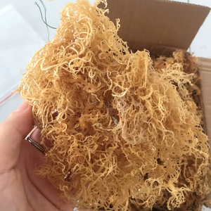 Superalimento cosechado en el océano Seamoss seco crudo para vitalidad y equilibrio corporal natural - Product Image 2