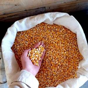 Granos de Maíz Amarillo Orgánico de Alta Calidad, Secados al Aire, Vegetales Deshidratados para Alimentación Animal y Consumo Humano - Product Image 2