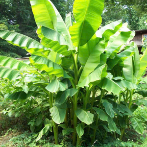 VIETNAM FEUILLES DE BANANE CONGELÉES ET FEUILLES DE CITRON SORTIES DURABLES POUR UNE CUISINE À ÉTIQUETTE PROPRE - Product Image 1
