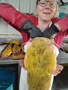 Bagre Congelado IQF de Calidad Superior con 12 Meses de Vida Útil, Fabricante E$T, Venta al por Mayor Bajo Demanda - Product Image 4