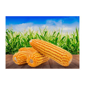 Maíz amarillo maíz blanco para humanos animales alimentación animal maíz dulce precio embalaje en bolsas amarillo para la venta - Product Image 6