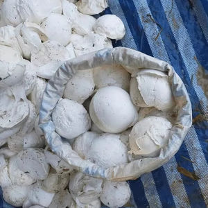 Latex de caoutchouc naturel 100% de haute qualité fabriqué au Vietnam pour divers produits en caoutchouc - Product Image 1