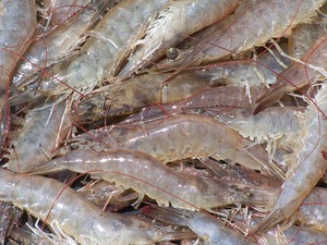 Homards frais et abordables, queues de homard congelées en gros à vendre - Product Image 2