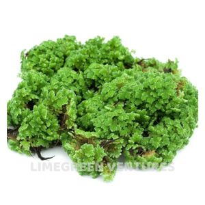 Alimento Orgánico de Azolla en Polvo Seco, Alto en Proteínas para Ganado, Aves y Peces, Marca Double Tongues, Fabricante LimeGreen Ventures - Product Image 1