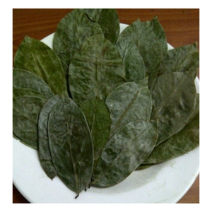 Vietnam soursop graviola leaf processed with careful drying method offering stable quality for wholesale sourcing - Product Image 1