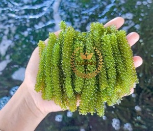 Dry Seaweed Dehydrate Seagrape Caulerpa Lentillifera Dried Sea Grape Vietnam Sea <b>Moss</b> Hot Selling - Product Image 6