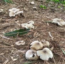 HONGOS TERMITE DE ALTA CALIDAD DE VIETNAM, EXPORTACIÓN SEASONAL LIMITADA - Product Image 6