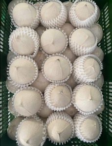 มะพร้าวน้ำหอมสดจากเวียดนาม รสหวานธรรมชาติ สำหรับตลาดต่างประเทศ - Product Image 1