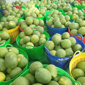 Pomelo à la peau verte fraîche du Vietnam agrumes juteux doux commande en gros exportation standard source agricole livraison fiable - Product Image 1